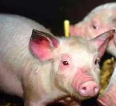 育肥猪蓝耳病爆发前有三个征兆,猪高热和蓝耳病的区别