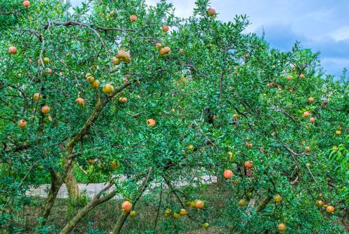 石榴树苗在冬季的正确种植方法,适合在南方种植又好看的石榴