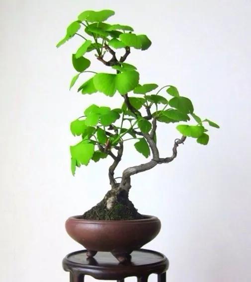 什么花放在家里最好看最实用,放家里风水好又好养的花有哪些