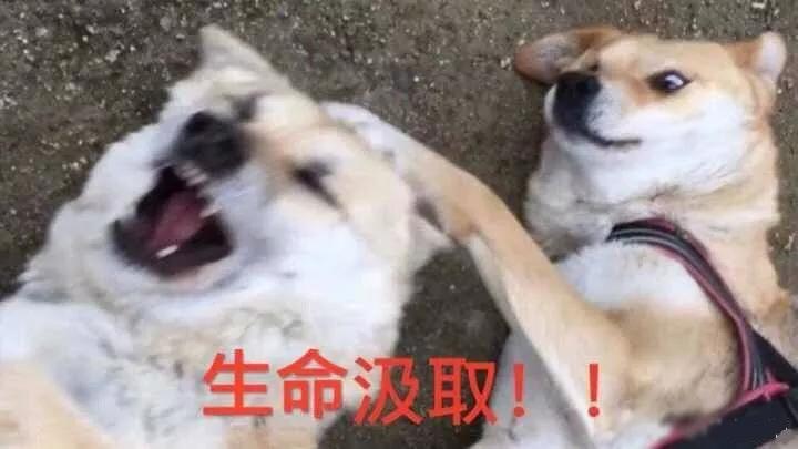 萌新应该养什么便宜宠物狗,萌新怎么入门宠物技能