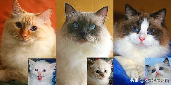 布偶猫繁育颜色,布偶猫如何繁育最好的品相