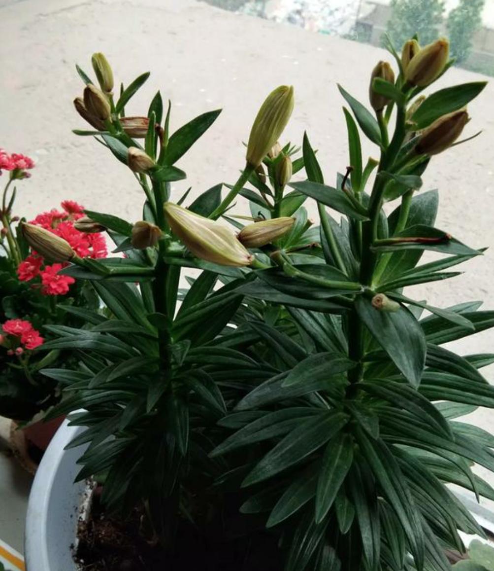 家养盆栽百合花开完之后怎么办呢,买回来的鲜百合花枯萎了怎么办