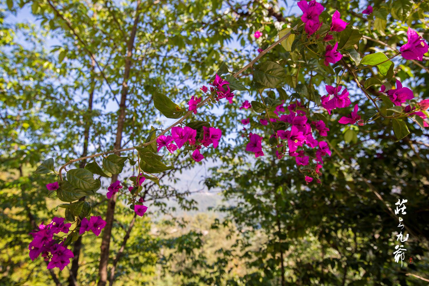 高黎贡山秘境森林,高黎贡山樱花谷温泉