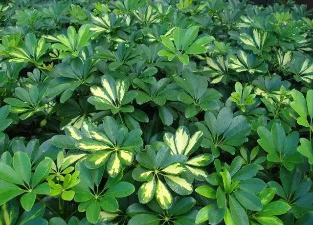 身边常见花卉识别,身边常见的树有哪些