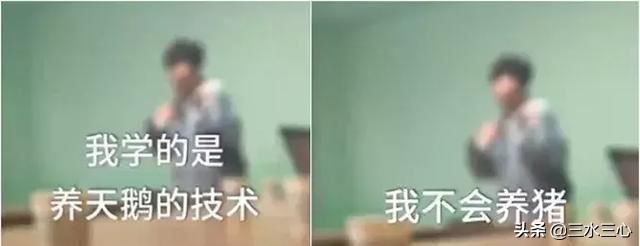 只养天鹅不养猪视频,只养母鹅不养公鹅可以吗