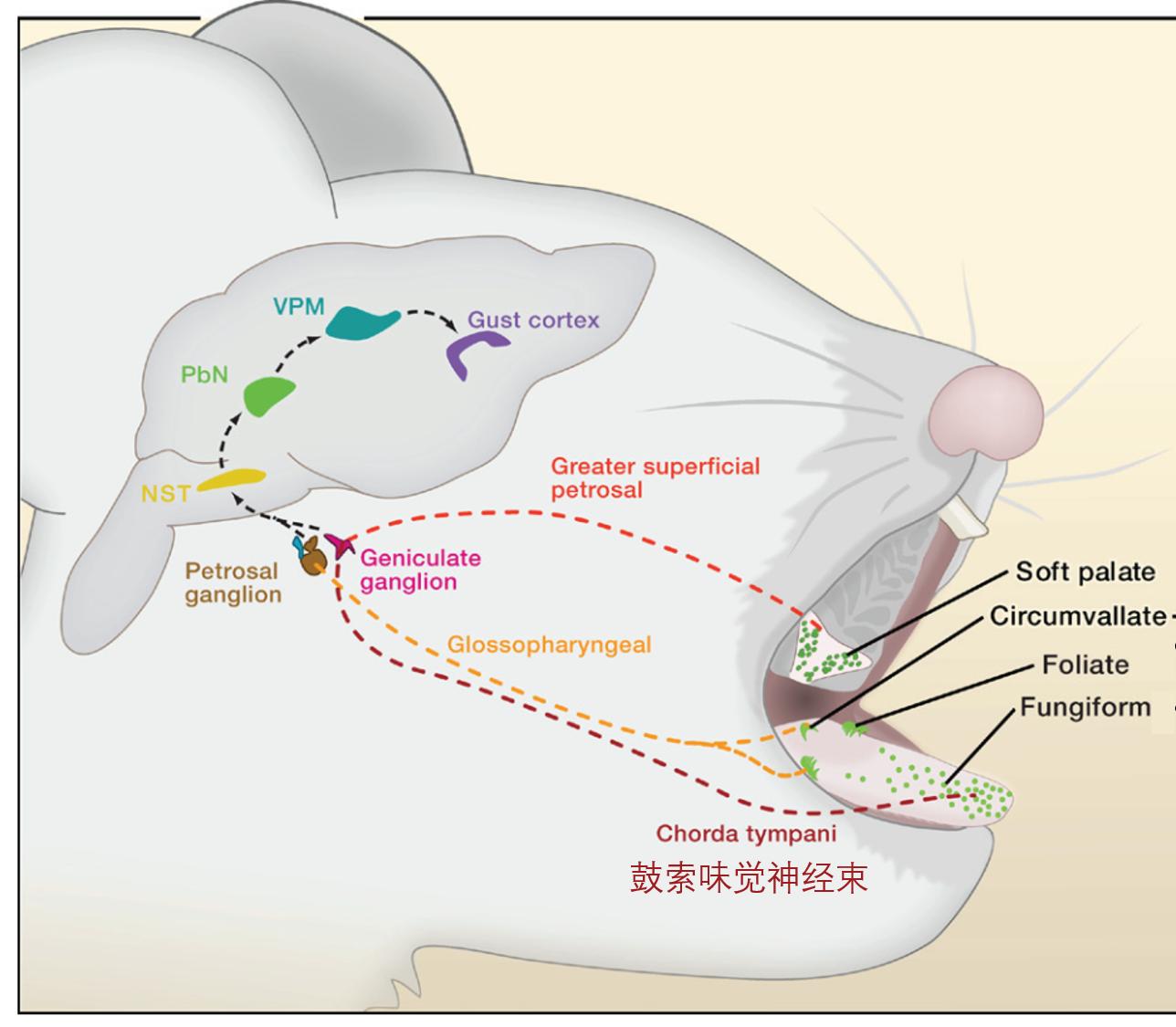 味觉系统对什么的检测比较灵敏,味觉识别方式