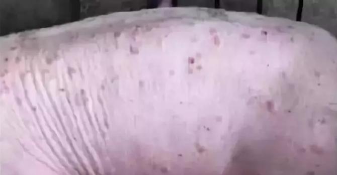 猪皮肤出现红斑,猪皮肤起红疹怎么办