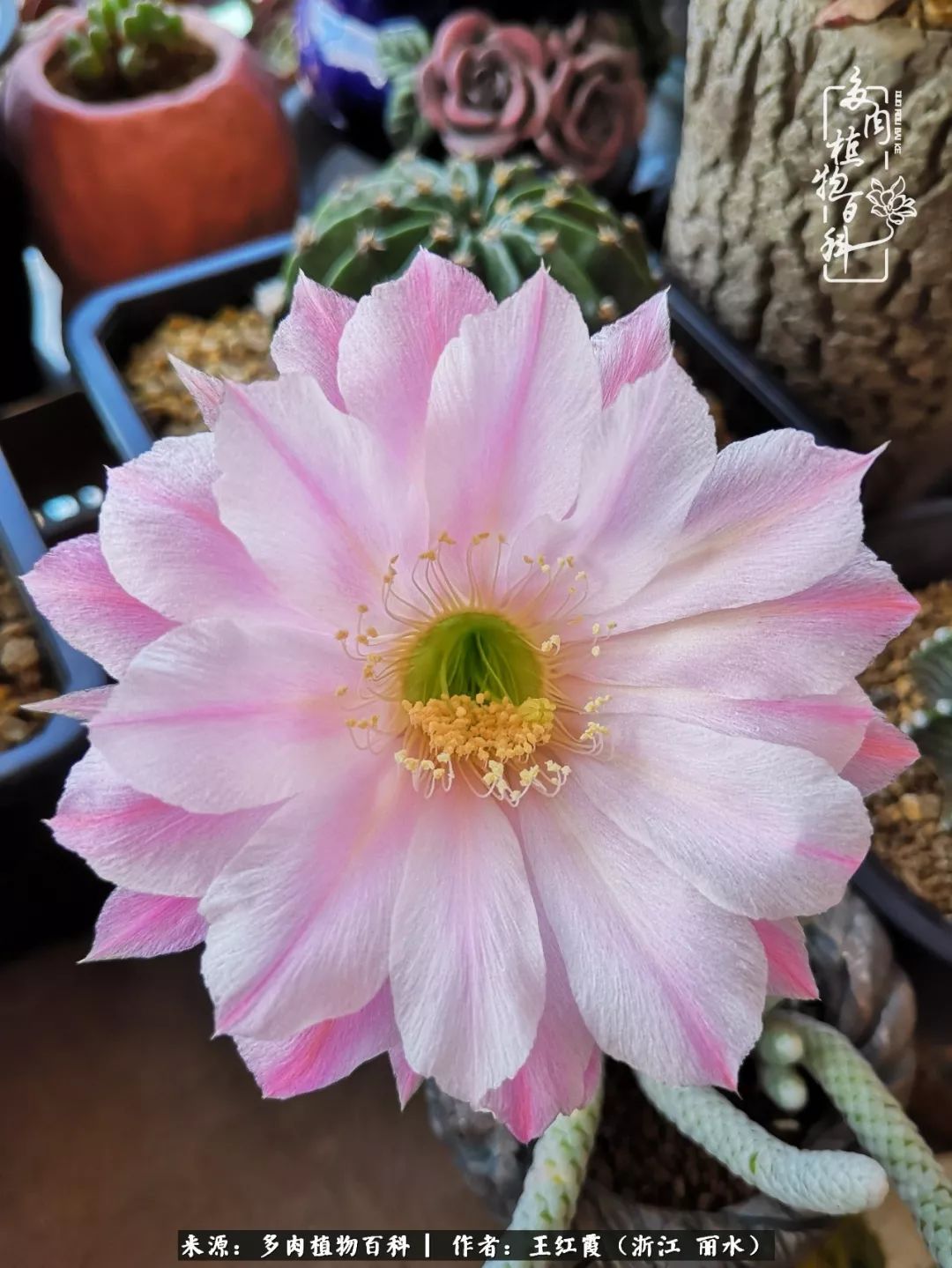 仙人球露养条件,仙人球的露养方法