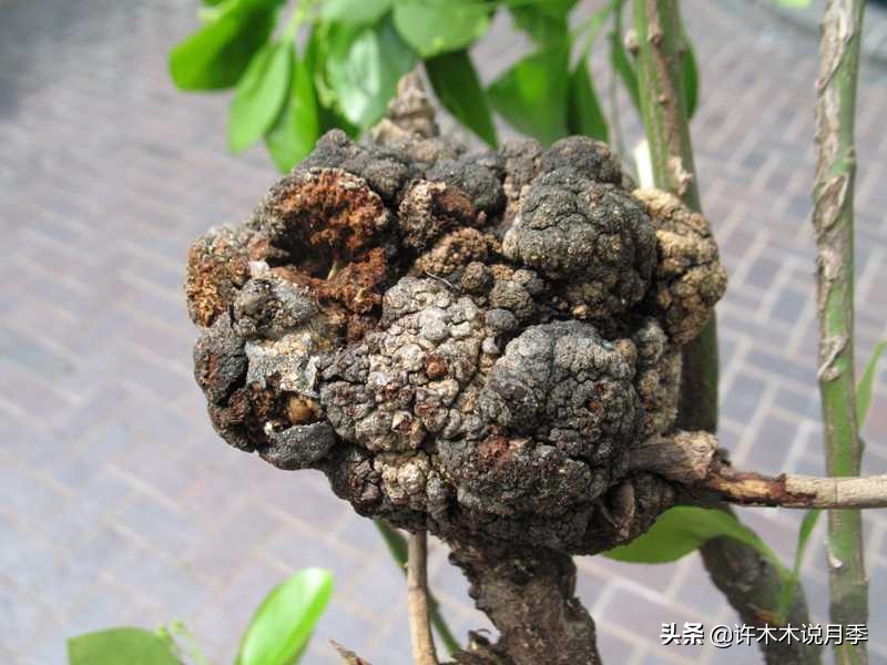 嫁接爬藤月季跟扦插的怎么区分 (蔷薇嫁接月季再扦插能不能生根)