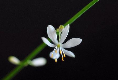 吊兰的养殖方法和注意事项有哪些,吊兰的养殖注意事项和方法