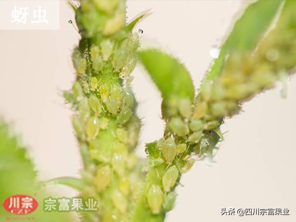 李子树常见的病虫害防治方法,如何防治李子树虫害