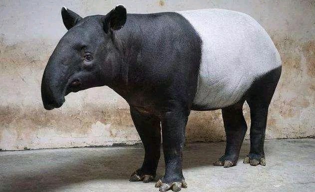 世界上最有趣的十种动物,世界上有趣的动物有哪一些