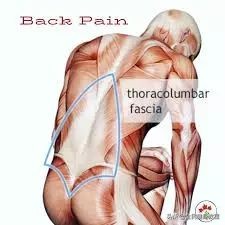 松解胸腰筋膜的作用,胸腰筋膜损伤的最快恢复方法