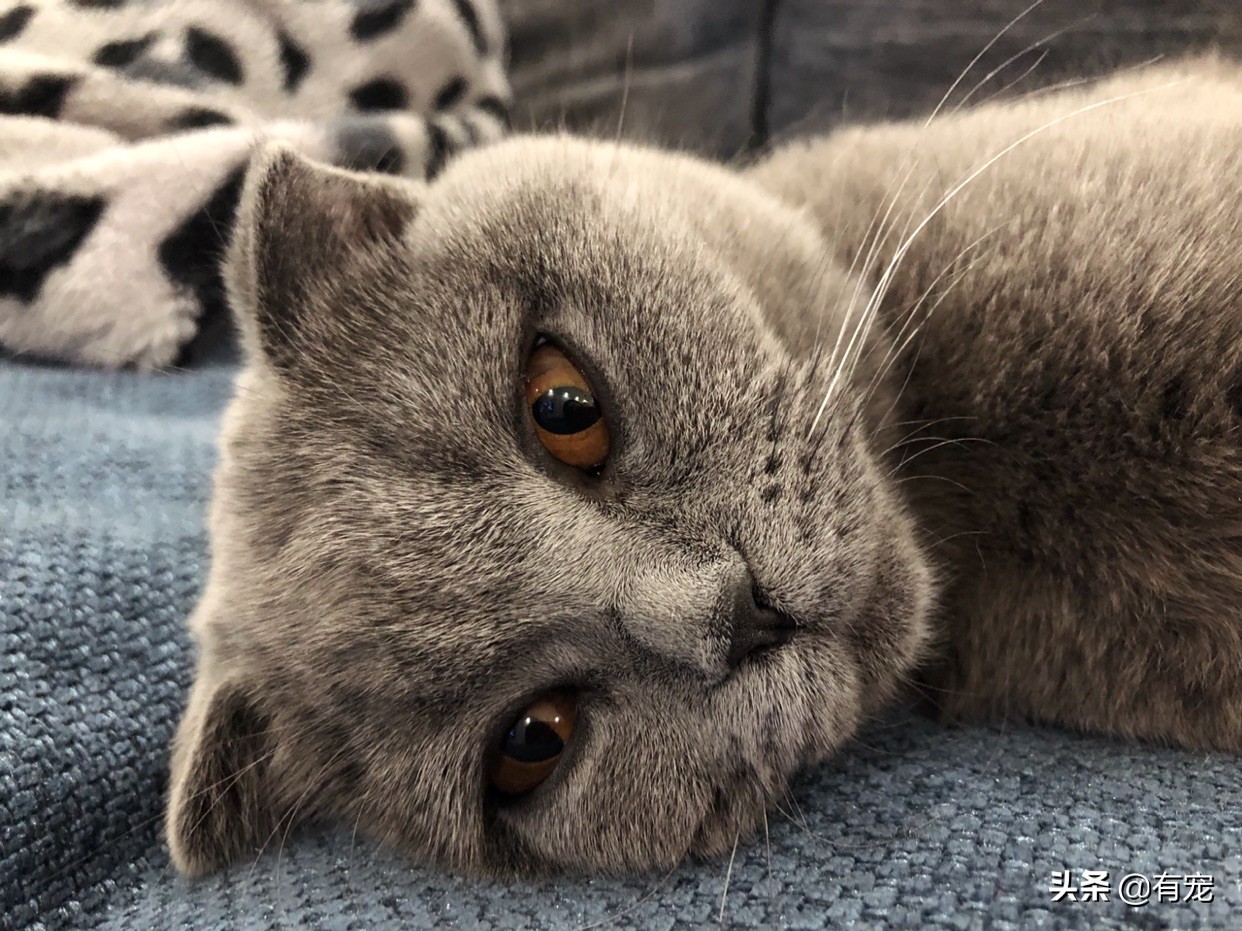 猫咪吃鱼怎么弄,猫咪吃鱼攻略