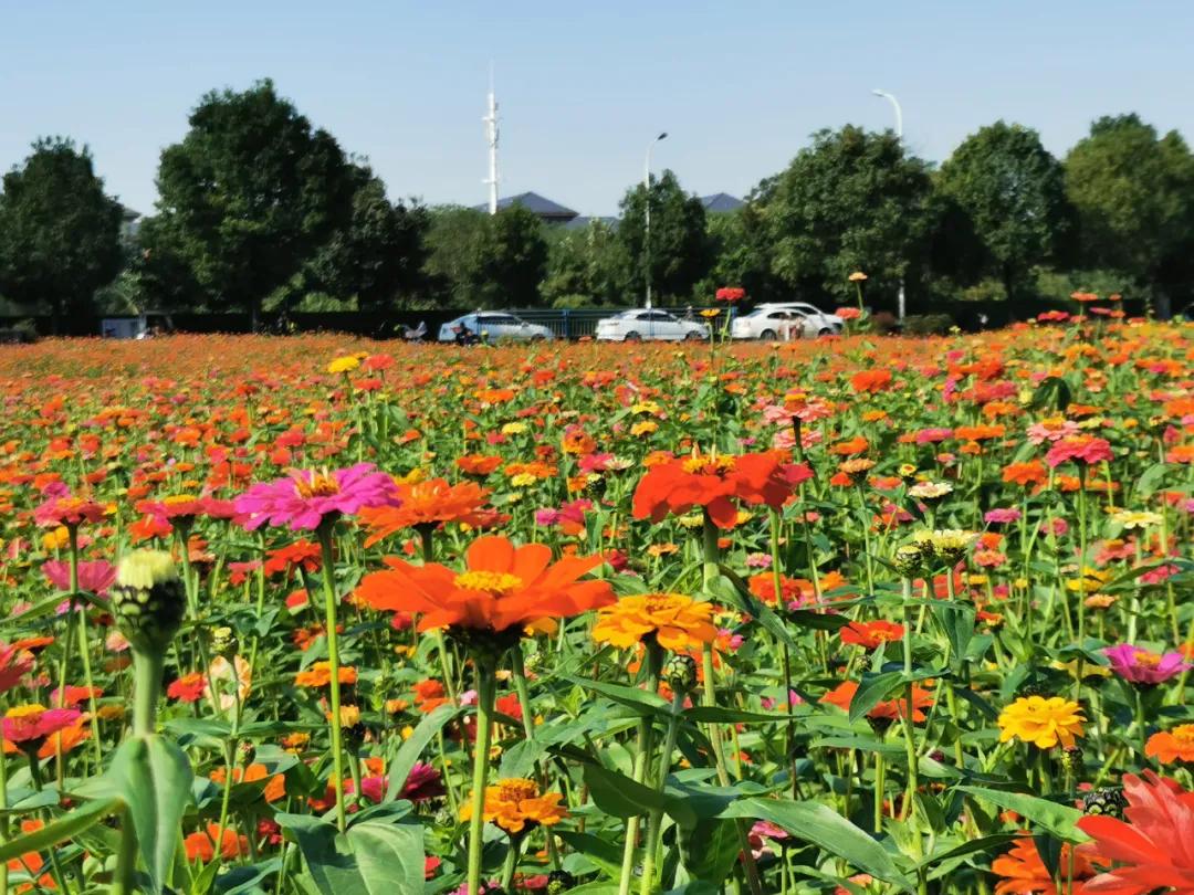 双流花海风景,双流紫色花海