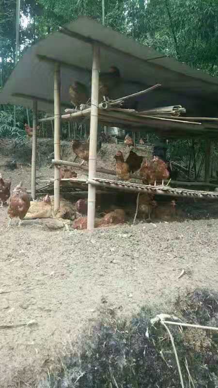 有机土鸡蛋养殖,什么是农村散养土鸡蛋