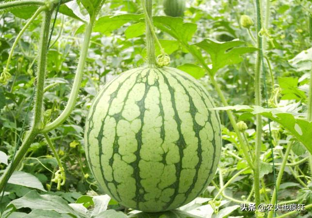 西瓜坐果后怎么样可增加西瓜甜度,为什么现在西瓜不沙了