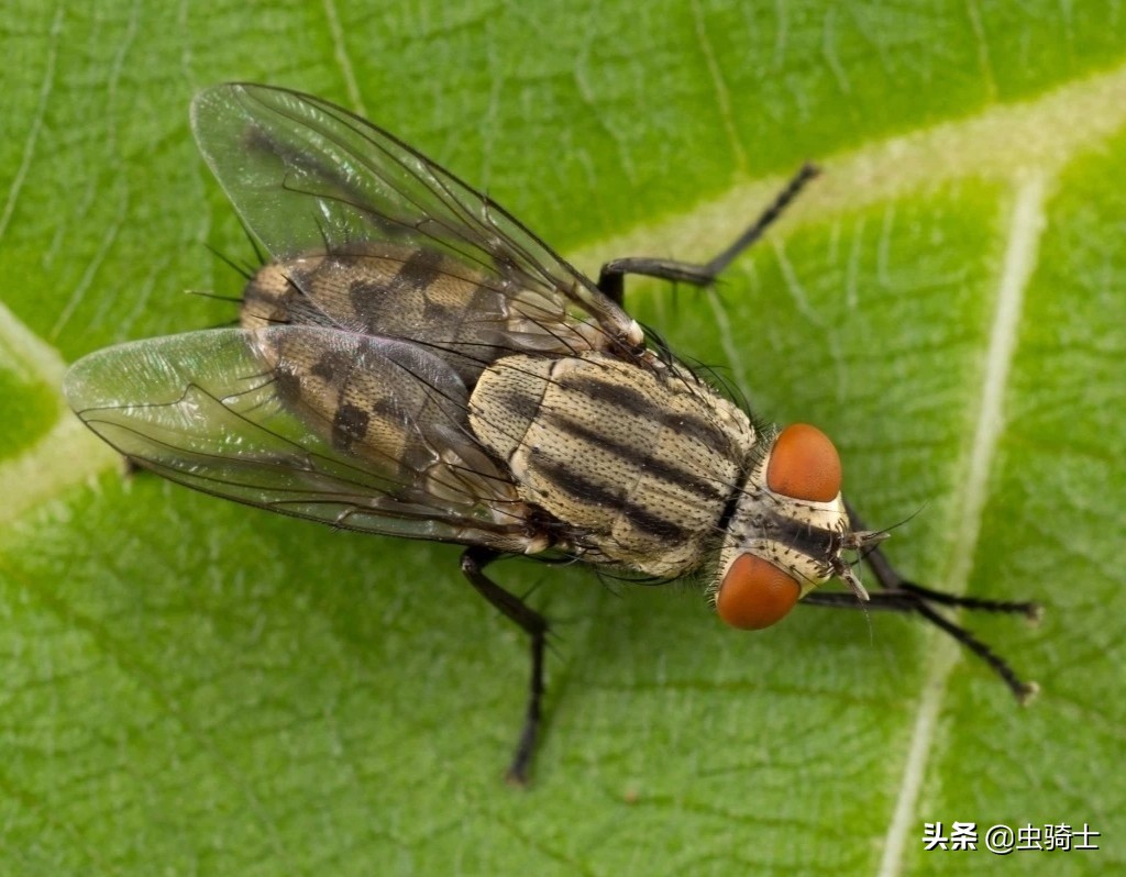 海天黄豆酱为什么不生虫,东北大酱有虫子为什么