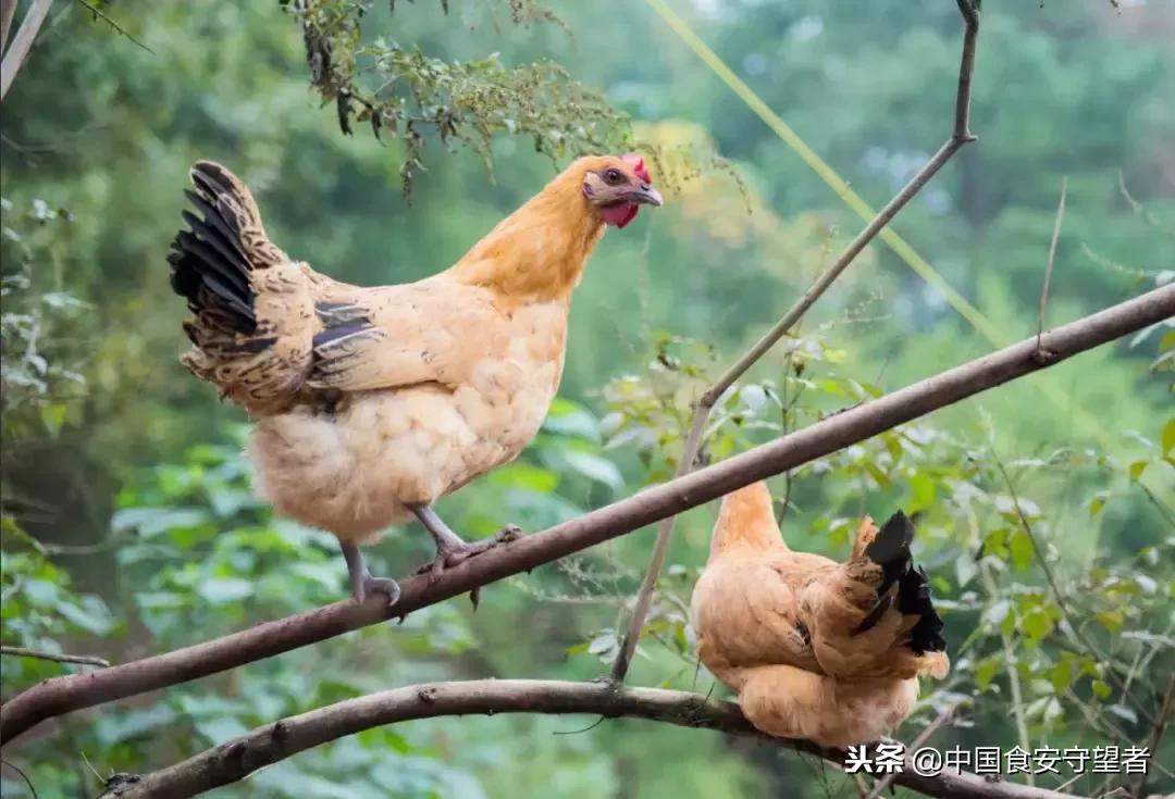 冷鲜鸡和冷冻鸡哪个便宜,冰鲜鸡科普