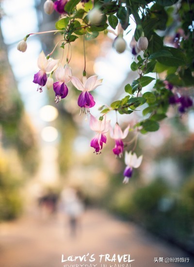 日本关西京都奈良旅游,日本关西自由行之奈良