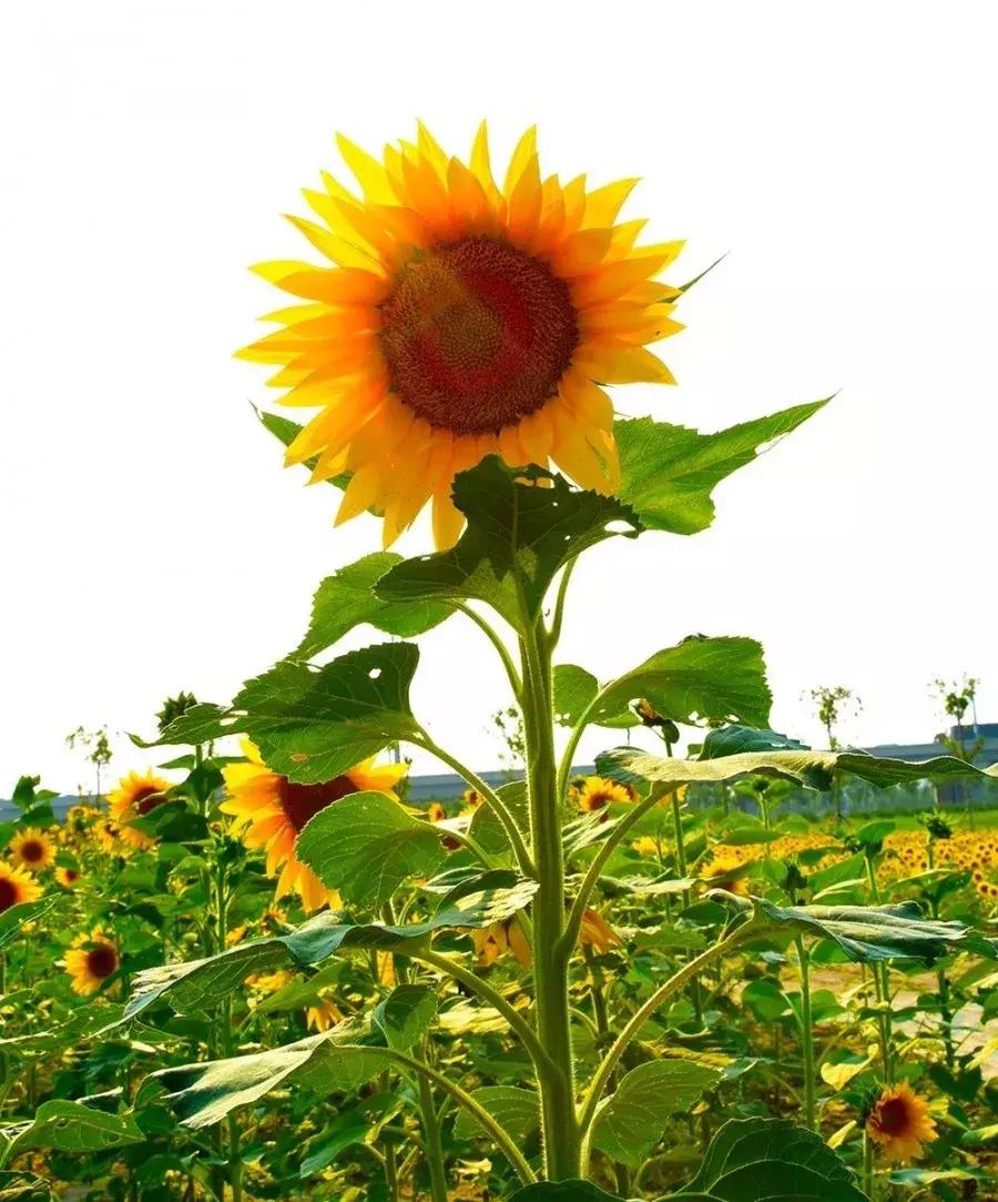 七彩花田向日葵视频,新向日葵花海视频