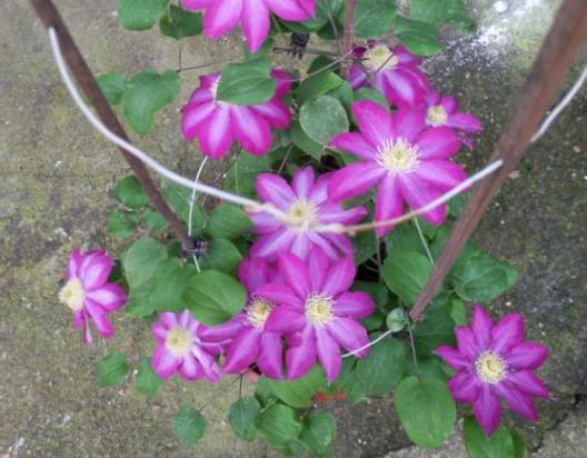 猪骨头熬汤能浇花吗,熬酥的猪骨能当肥料吗