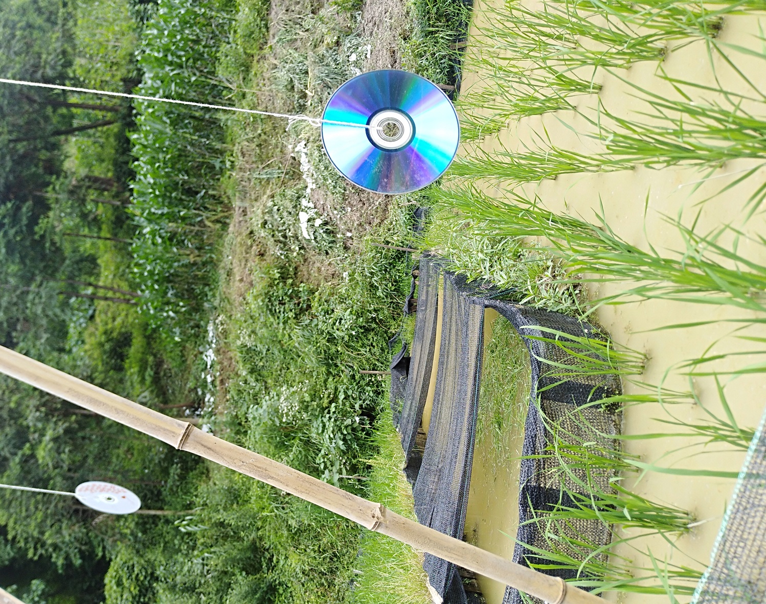 稻田驱鸟神器制作方法,稻田赶鸟神器视频大全