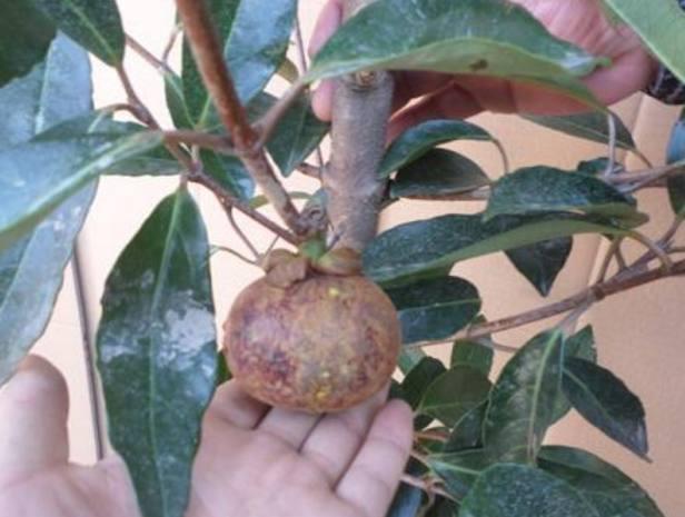 山竹吃完“核”别丢,丢水里,7天就发芽,赏完盆栽还有果子吃