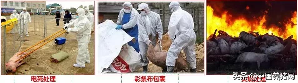 有非瘟如何拔牙,非瘟发生后如何拔牙