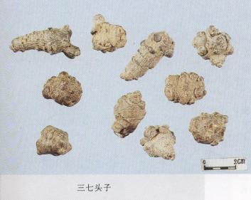 怎样辨别三七真假最简单的方法,真假三七粉如何辨别