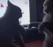 英国短蓝猫好养吗,千万别养蓝猫