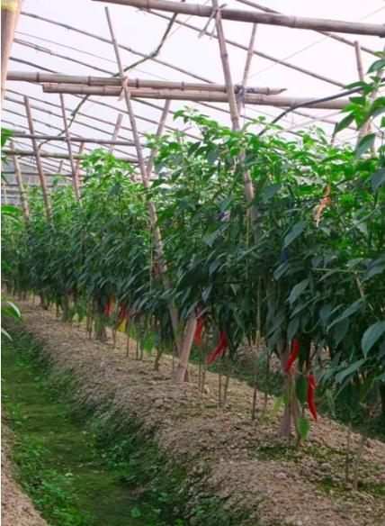 辣椒炭疽病又来了,叶片,果实受害严重?你需要加强以下6项管理