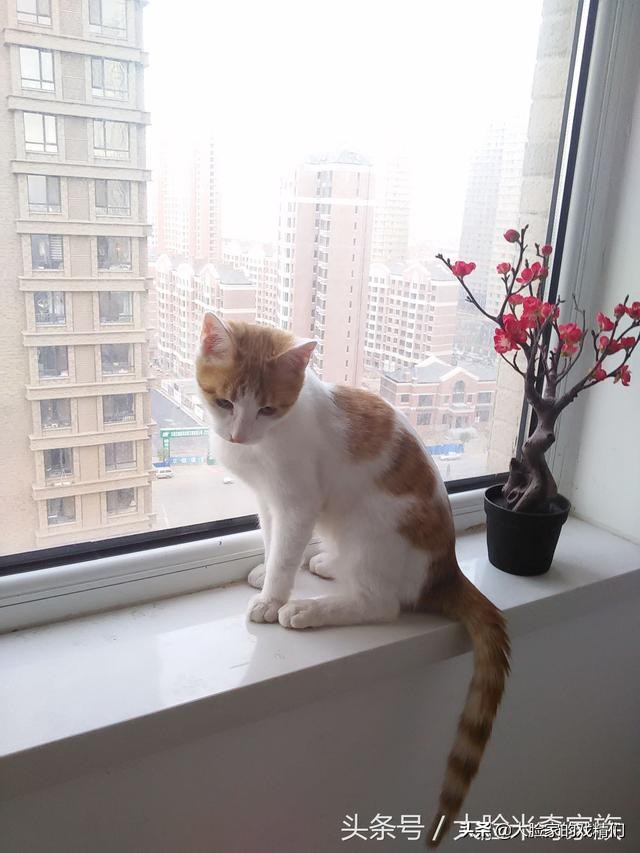 你这样的白橘猫，叫我怎能不爱？