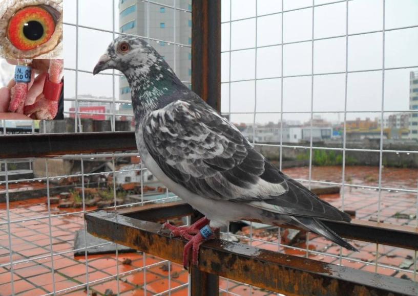 秋季地方赛下窝幼鸽如何挑选,比赛鸽子新手怎样喂养