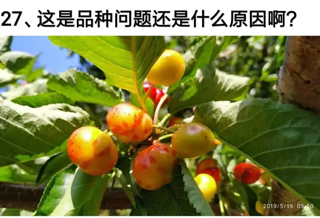 今年栽的樱桃树苗受涝怎么办,樱桃树苗上爬蚂蚁怎么办