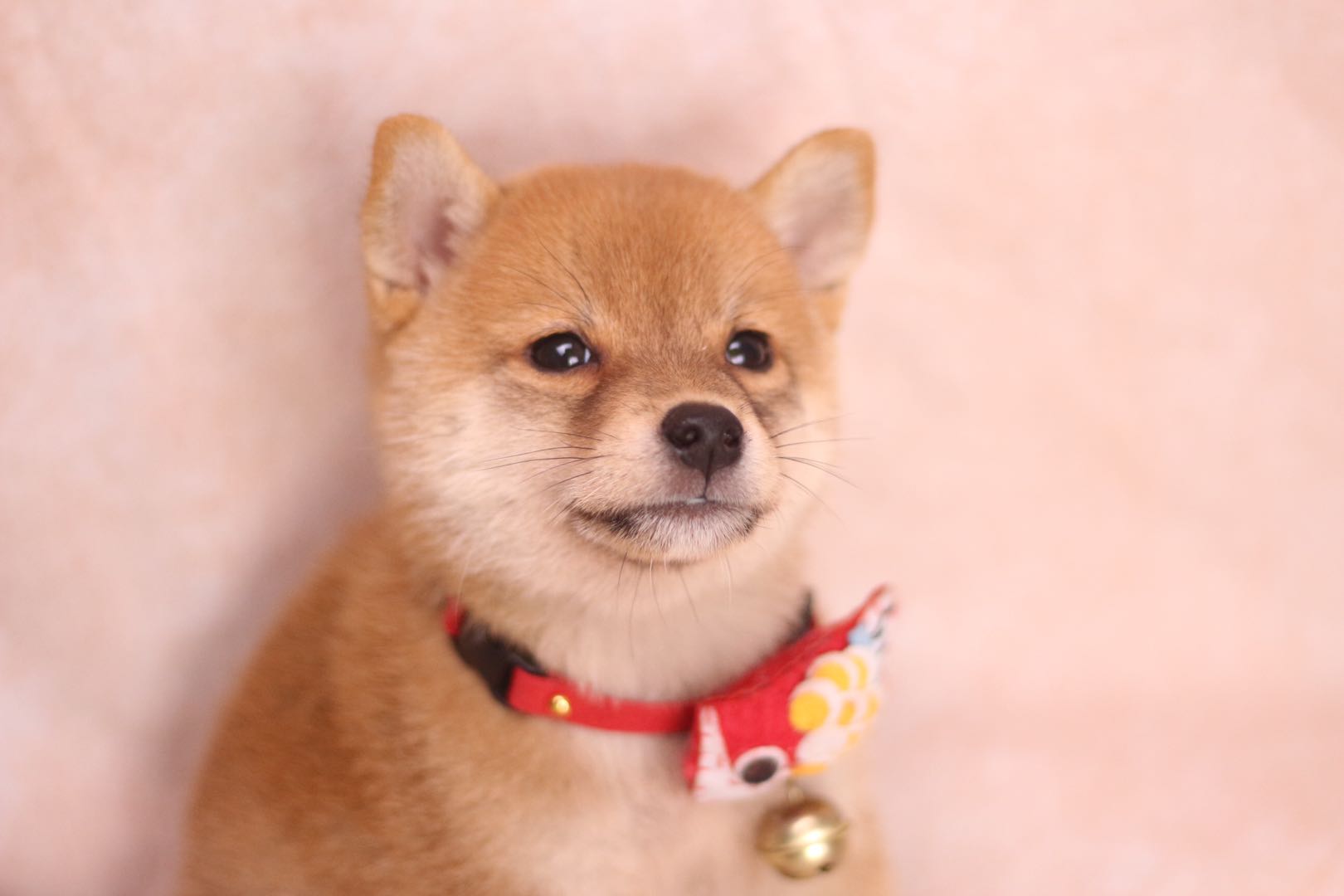 柴犬下过一窝以后就不发情怎么办,五个月左右的柴犬抱腿发情怎么办