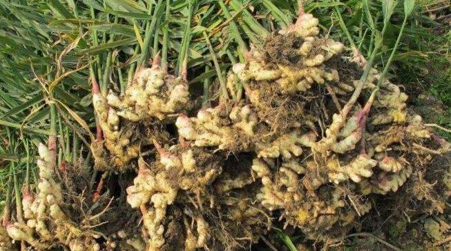 生姜新品种及种植技术有哪些,生姜种植技术生姜采收保存技术