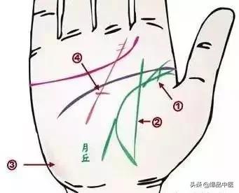 手诊图大全清晰图手背,全息手诊图