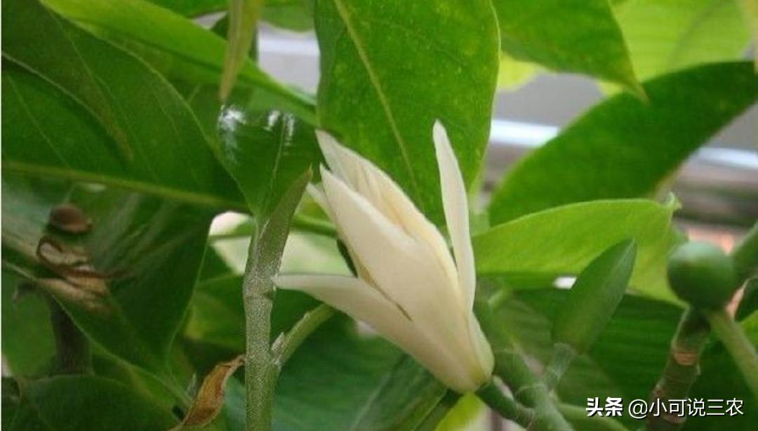 比香水还香的7种花卉白兰花,十大最香的花排名白兰花