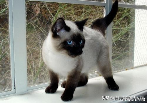 赤道养暹罗猫是不是就不会变黑了,暹罗猫冻黑了是什么原理