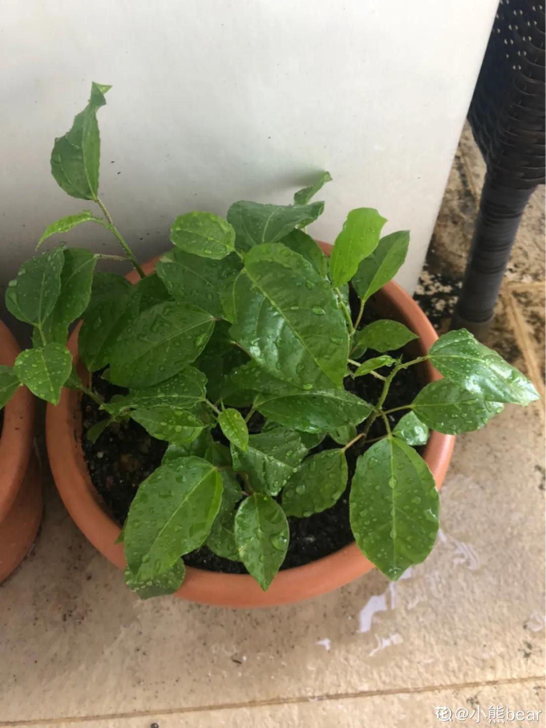 一根枝插土里就能成活的果树,大树枝直接插土里能活吗