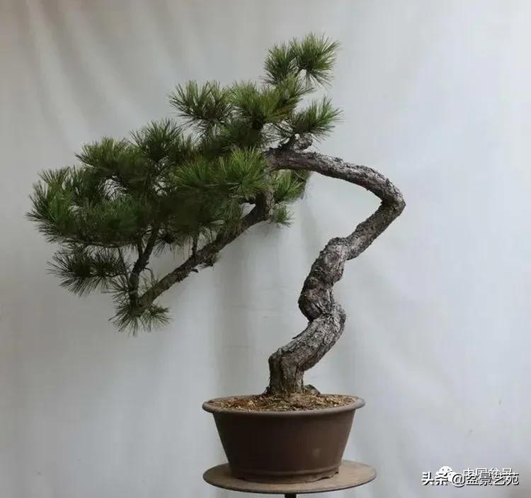 陈迪寅赤松盆景制作视频,陈迪寅作品