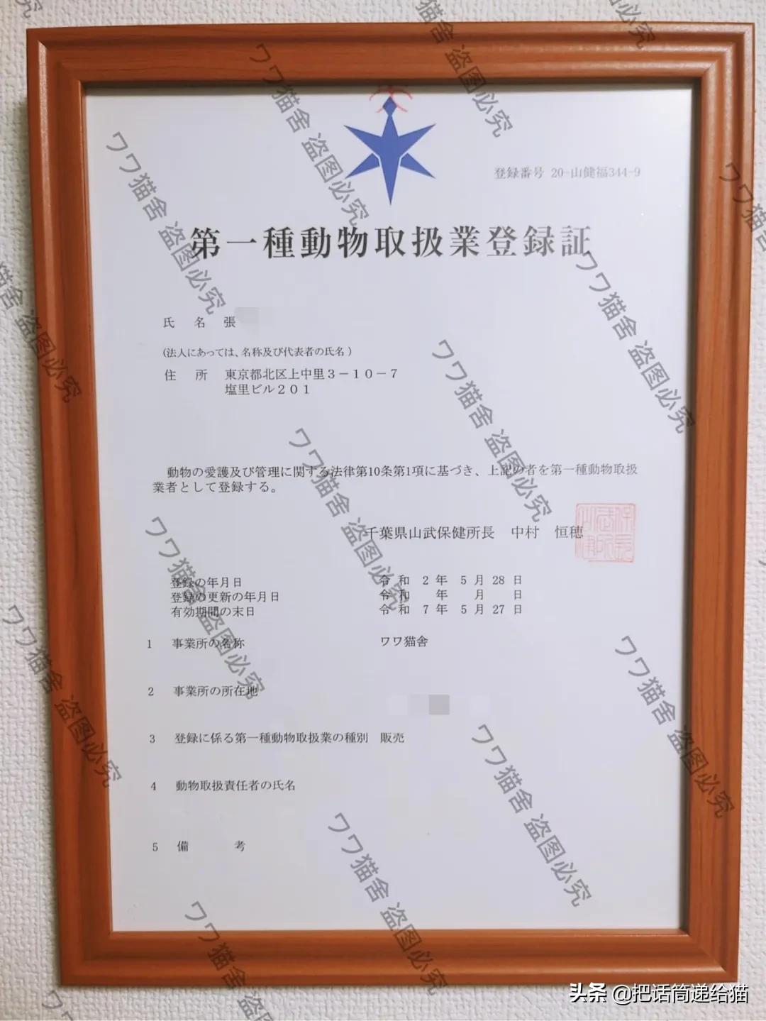 虐猫后良心发现加价“*养送**”？在日本领养流浪猫没你想的那么美好