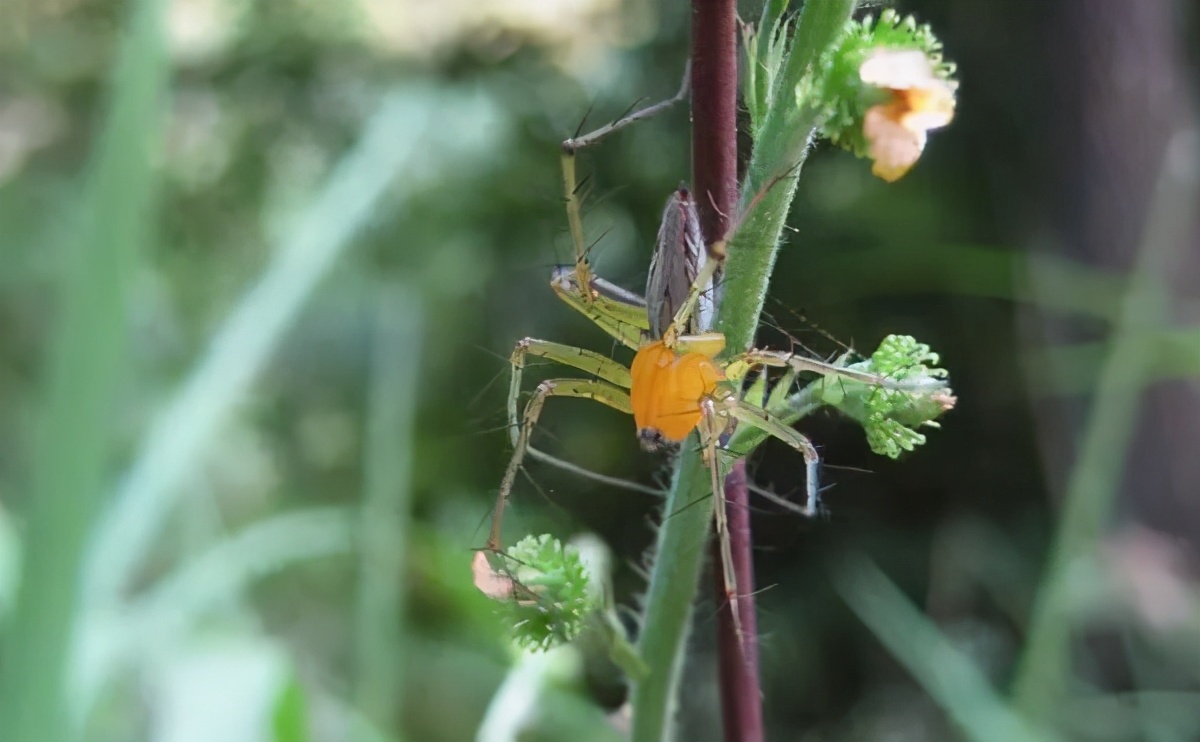 福建乡下一些常见的蜘蛛，看看有没有你认识的？