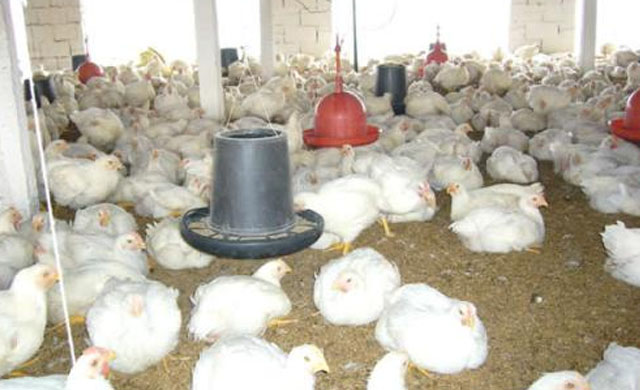 养鸡如何提高鸡群成活率,养鸡小妙招院子养鸡新方法