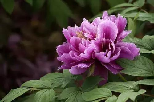 在大连去旅顺华酝牡丹园坐什么车,大连旅顺华酝牡丹园几月份适合去