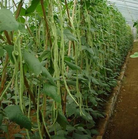 人类是真的经过设计的吗,大胆的推测