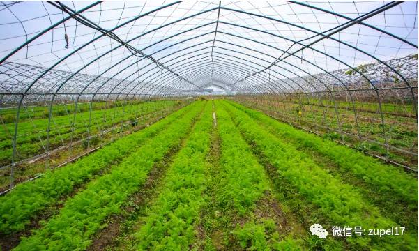 小型温室大棚用什么样的大棚,塑料大棚对比玻璃大棚