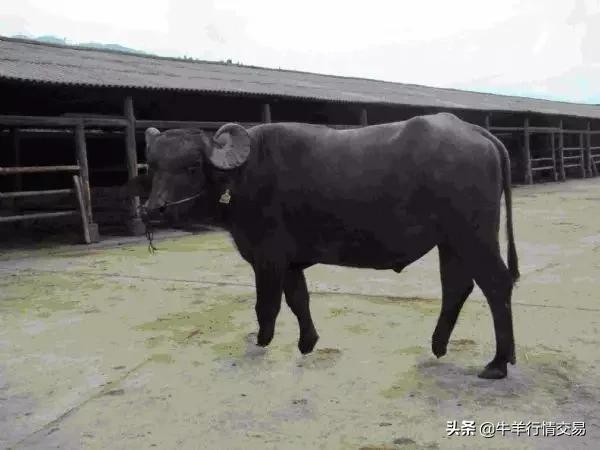 牛常见品种有哪些,牛的品种介绍及图片