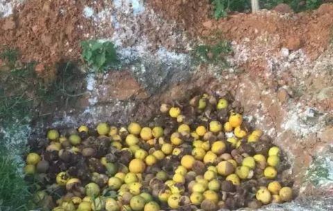 树上的果子里的蛆虫怎么预防,果肉里面长蛆虫怎样防治